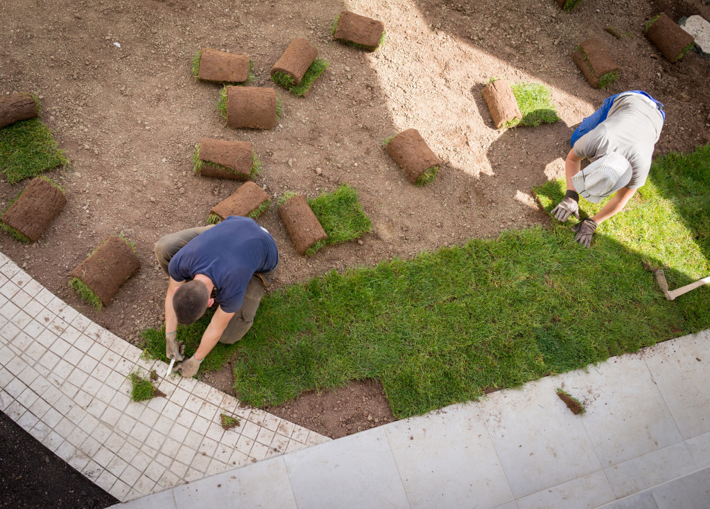 Gardener Installing Natural Grass Turfs Creating Beautiful Lawn Field