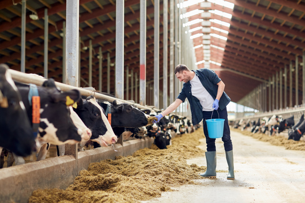 a man in an animal farm feeding the cattle